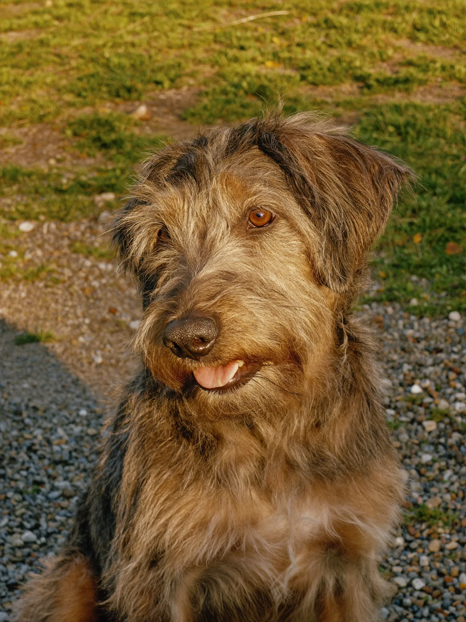 A shelter dog in yellow and teal duotone