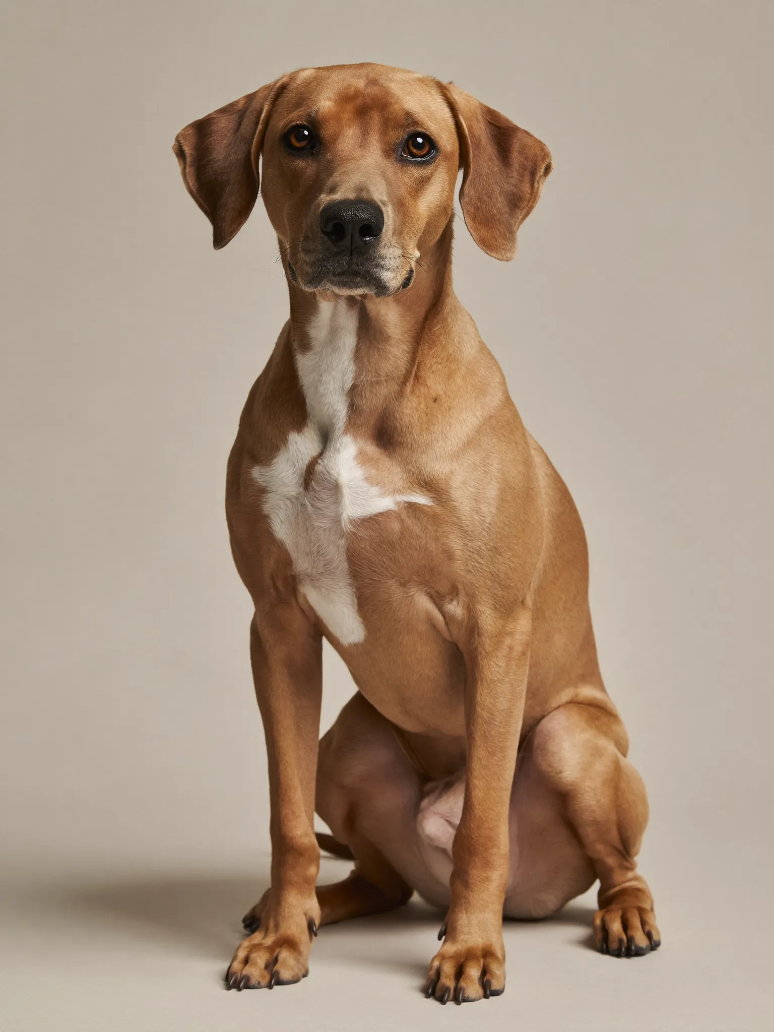 A dog portrait in pink and blue duotone