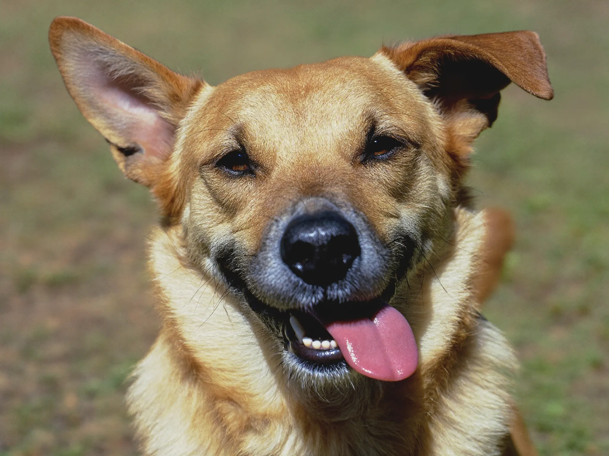 Gosho, one of this week's new arrivals