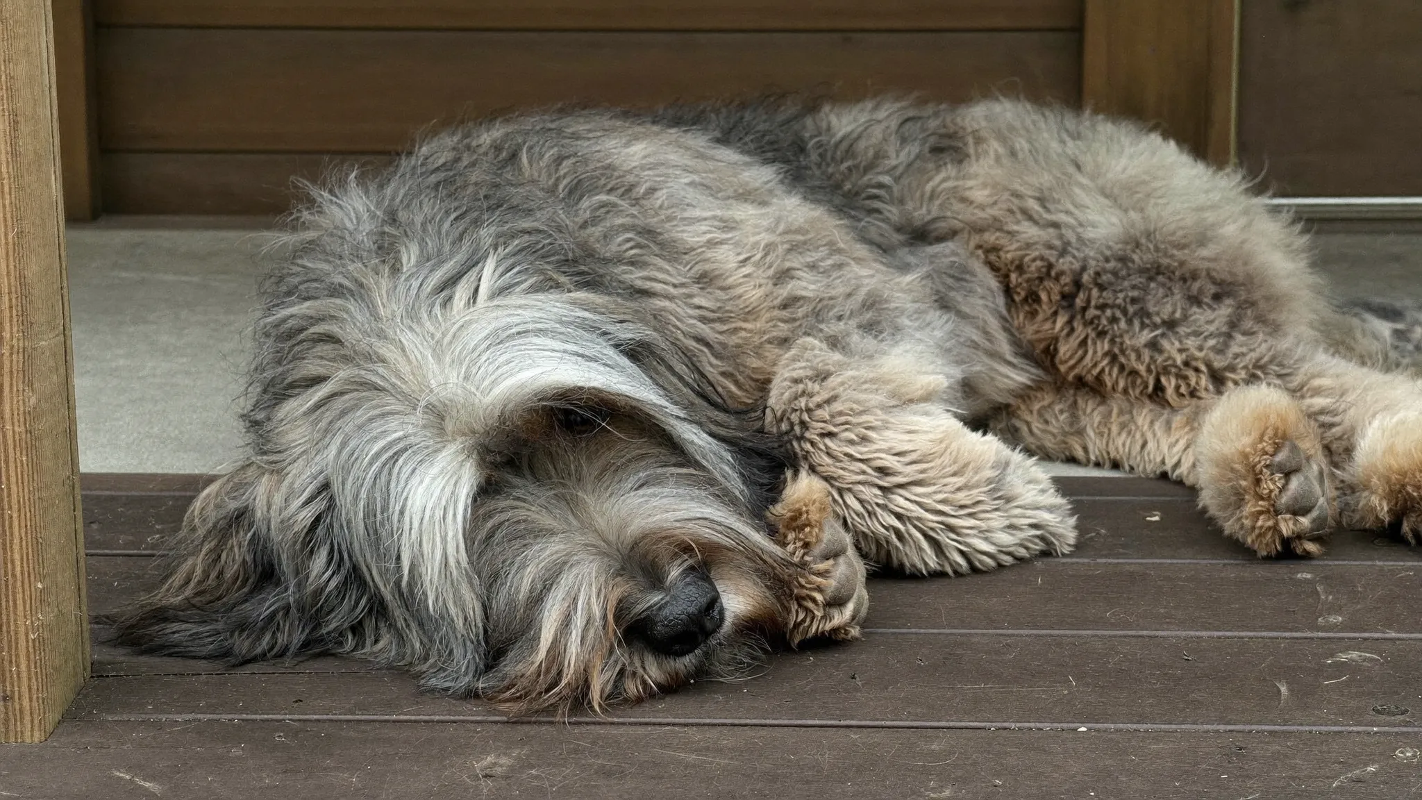 Greta, one of this week's new arrivals