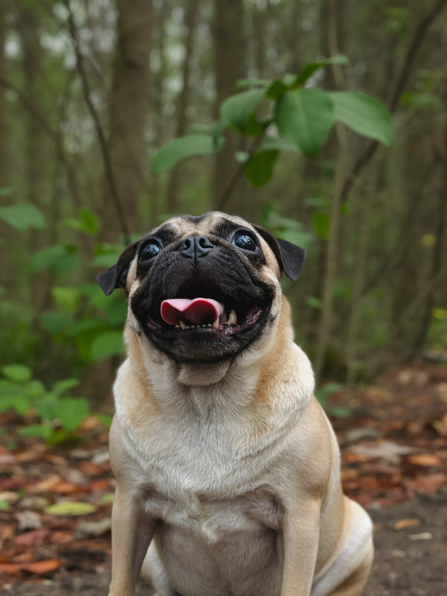 The same dog today, happy and blanket-free