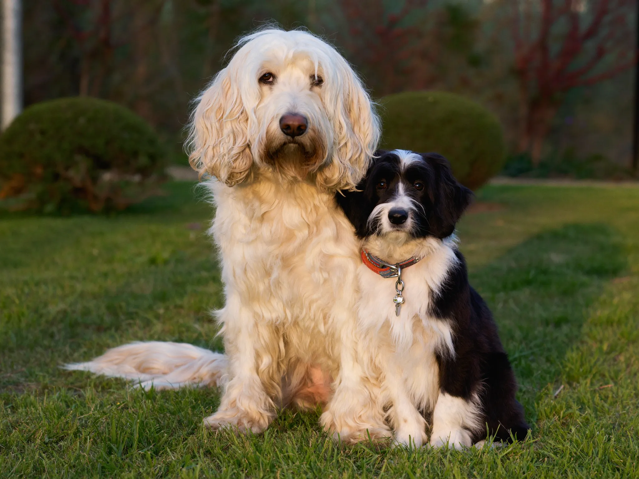 Kika and Boni, a bonded pair of dogs
