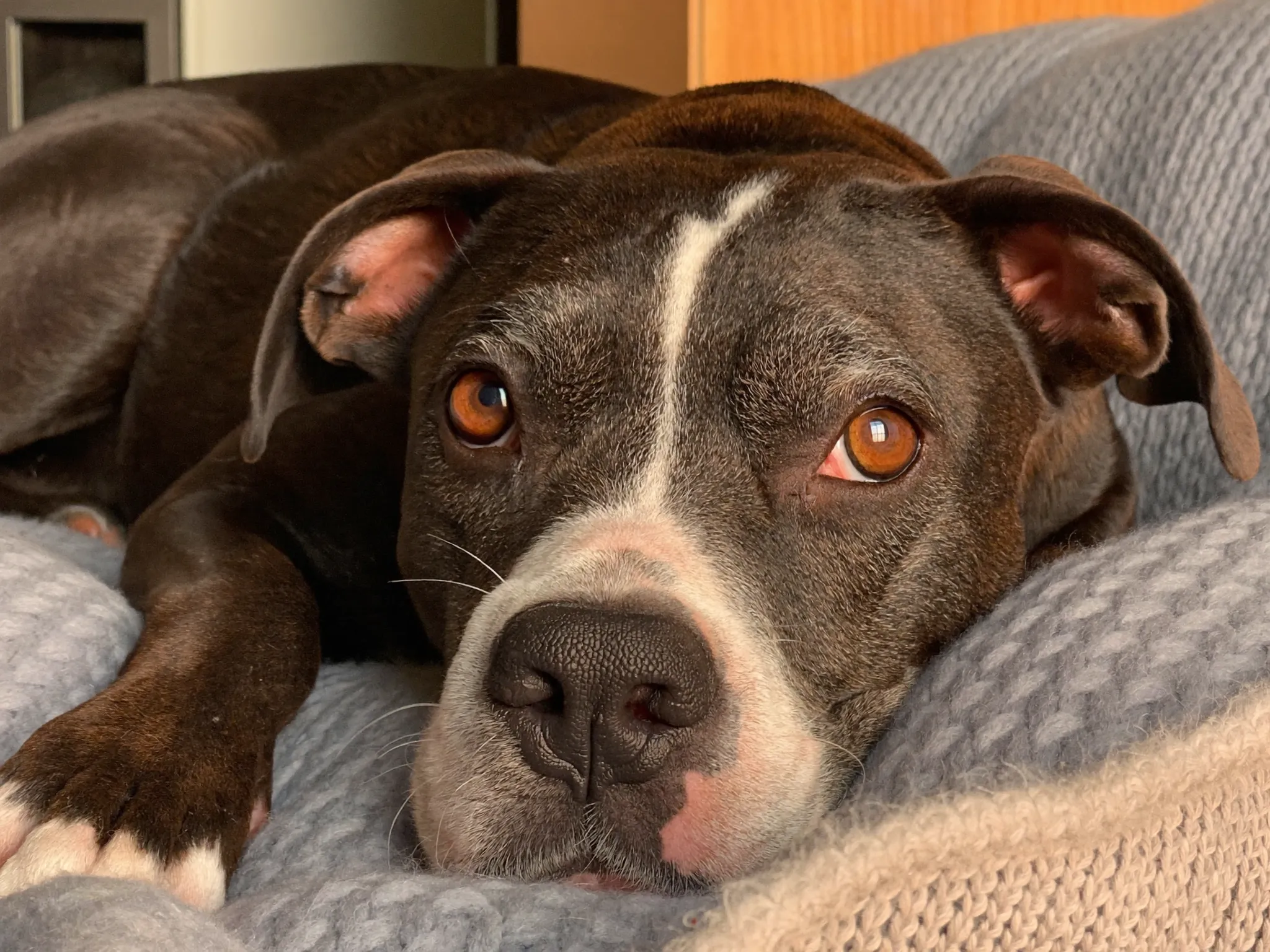 Max, a senior shelter dog