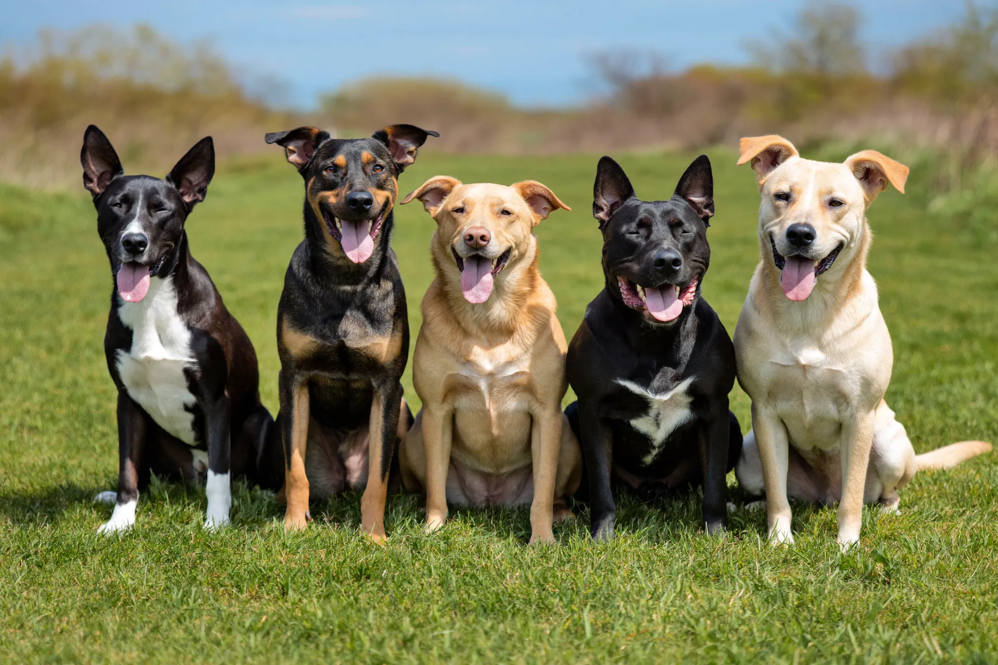 A pack of shelter dogs in yellow and teal duotone