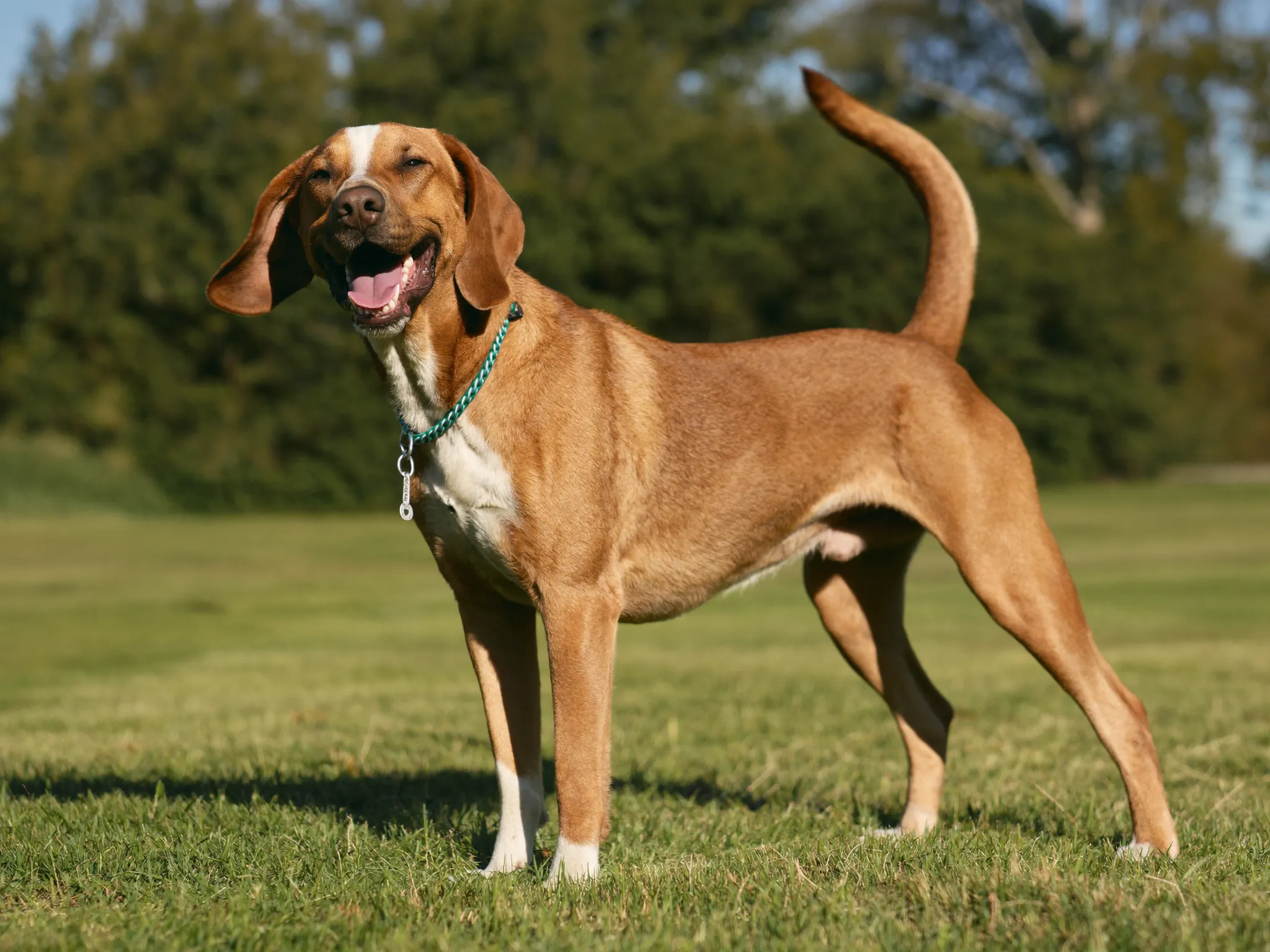 Roki, a three-legged shelter dog