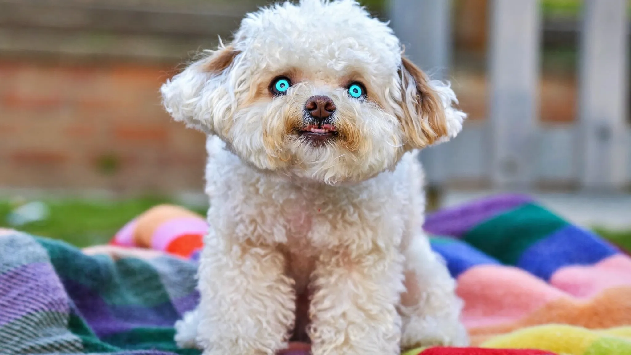 Suzi, one of this week's new arrivals