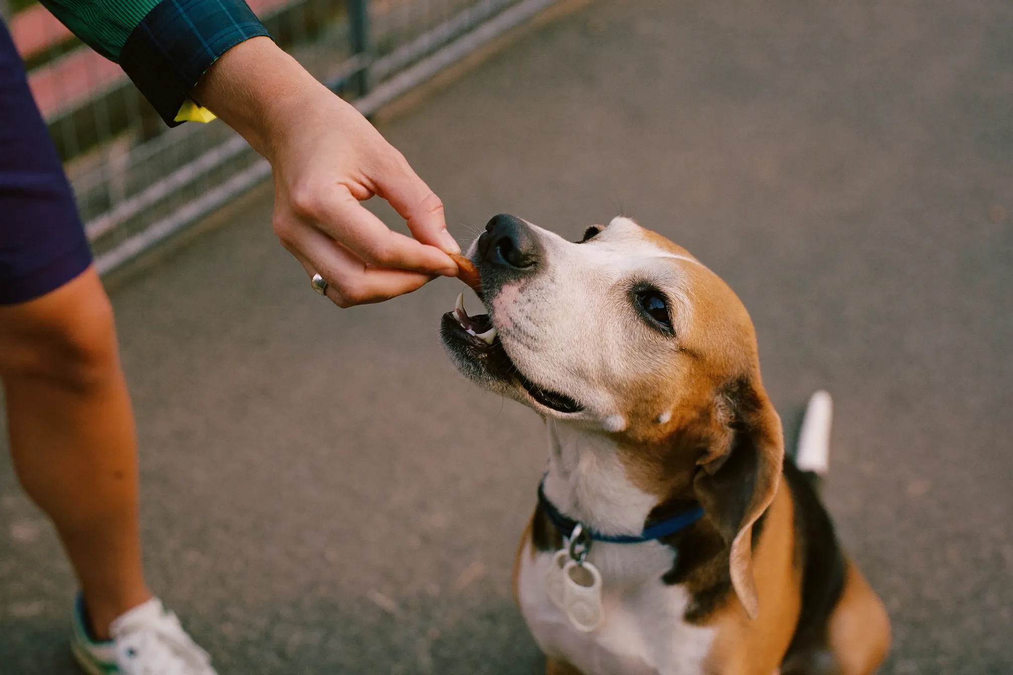 A happy dog getting a treat, pink and yellow duotone